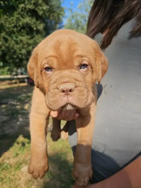 Adopter Dogue De Bordeaux 
                        Colier Noi 82443