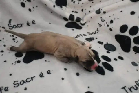 Whippet  Barbouille De La Truffe Sacrée photo 3