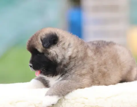 Akita Americain  Bamboleo De Daybreak Northern photo 3