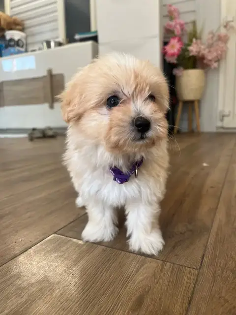 Adopter Coton De Tulear 
                        Brownie Des  c61bb
