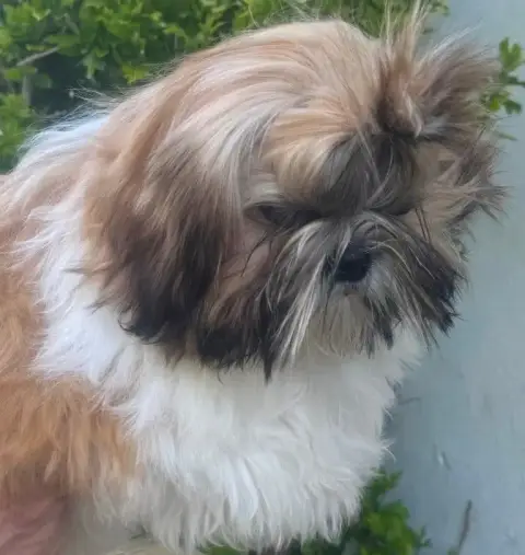 Shih Tzu  Arya Des Merveilles D'Oceane photo 2