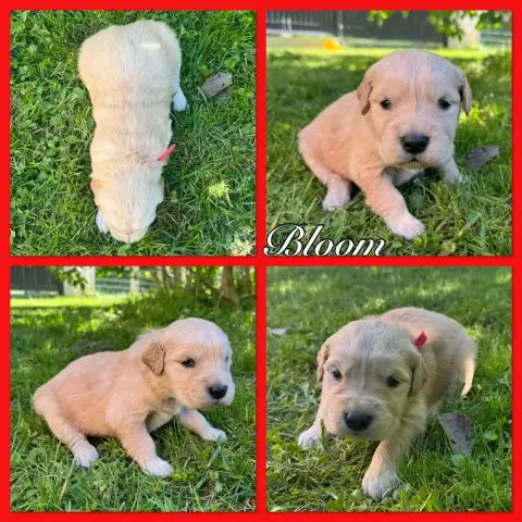 Golden Retriever  Bloom Du Domaine Des Belles Aubois 9609b
