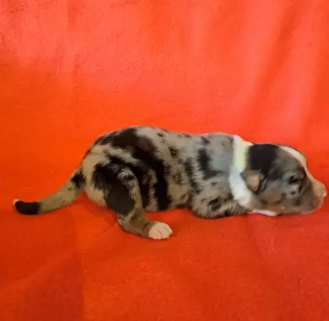Berger Australien  Chiot 5 De La Pierre Du B'Ressieux c58a9 photo 3