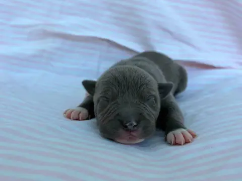 American Staffordshire Terrier  Chiot N°4 De La Taver 99f51