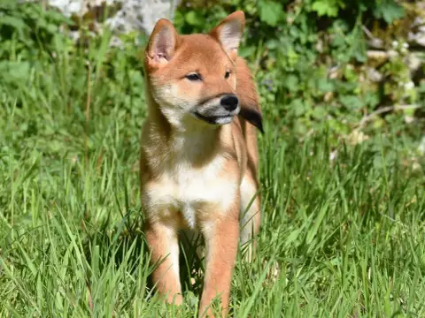 Shiba photo 3
