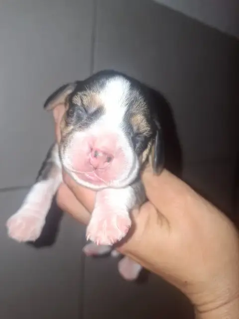 Beagle  Chiot 5 De La Vallée Du Grand Loup