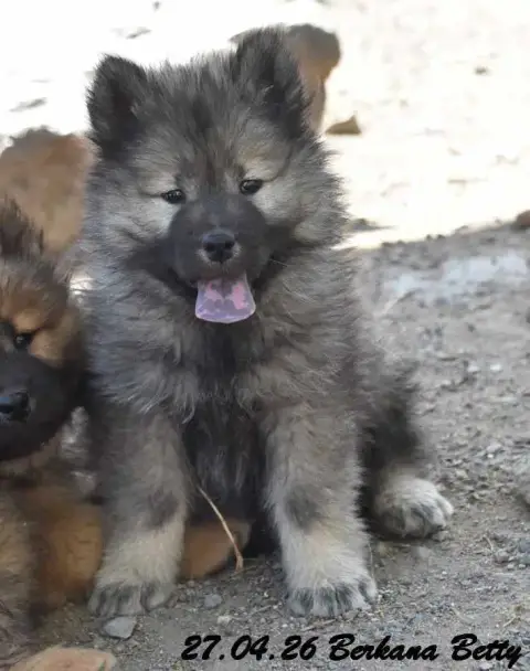 Eurasier  Berkana Betty Des Crinières De Feu