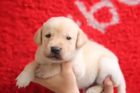 Labrador Retriever  Chiot N°1 Brush Master