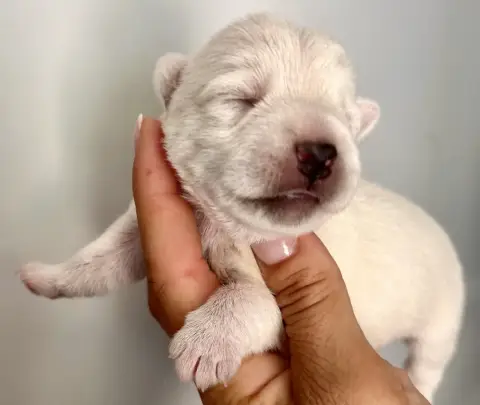 Adopter West Highland White Terrier 
                         e45ee
