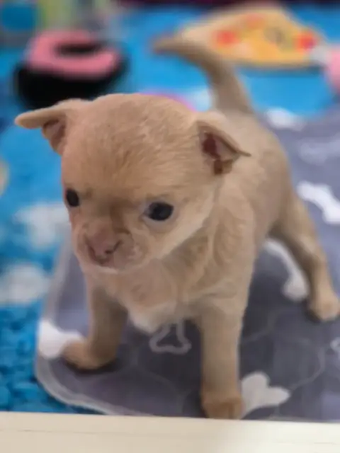 Chihuahua  Bohem Des Petits Diamants Précieux photo 2