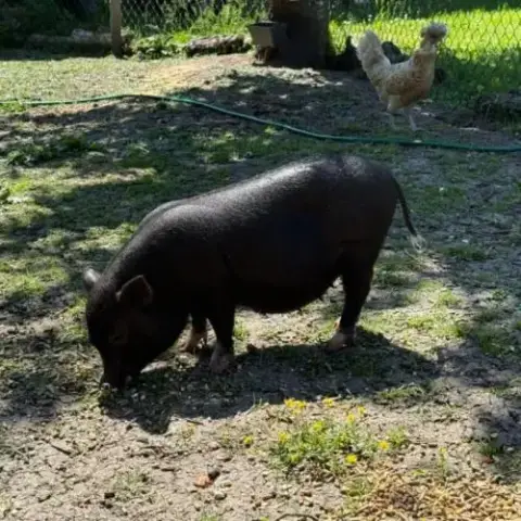 Cochon Nain Vietnamien