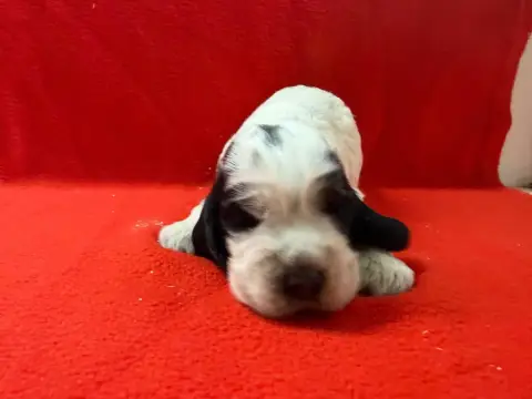 Cocker Spaniel Anglais  Chiot N°3 Du Moulin De Madjur 8847a