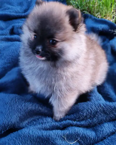 Spitz Allemand  Bonnie Analamanga Cotton Smile