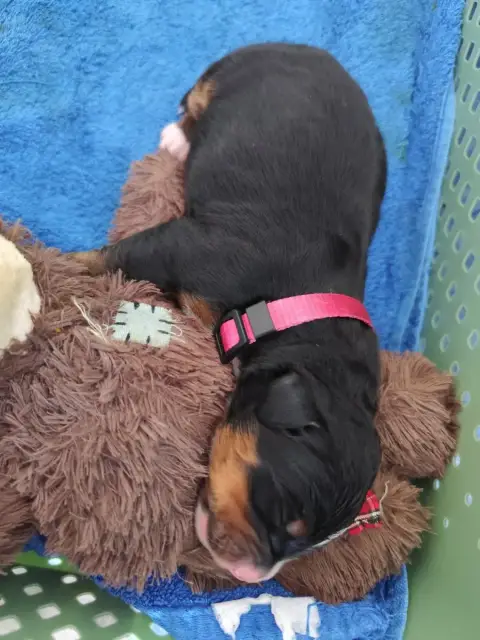 Bouvier Bernois  Chiot N°4 De La Pierre Qui Croule