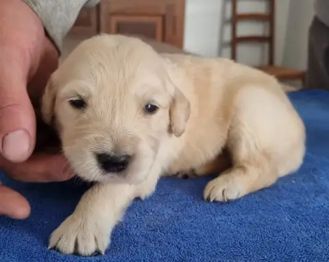 Golden Retriever  Chiot N°3 Des Hirondelles Du Voyage ad47f photo 2