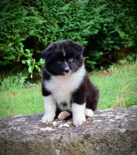 Berger Australien  Chiot N°8 Red Rock River photo 3
