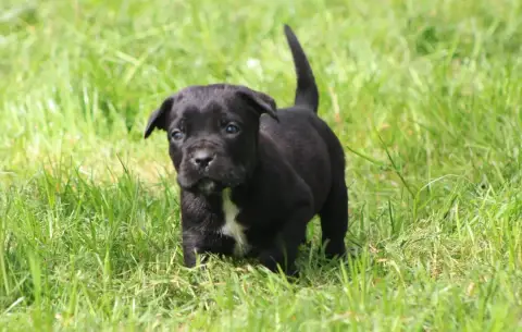 Cane Corso  Chiot N°1 photo 2