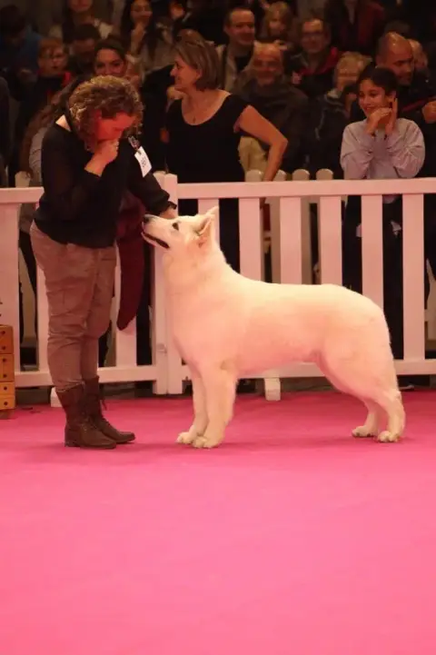 Berger Blanc Suisse photo 2