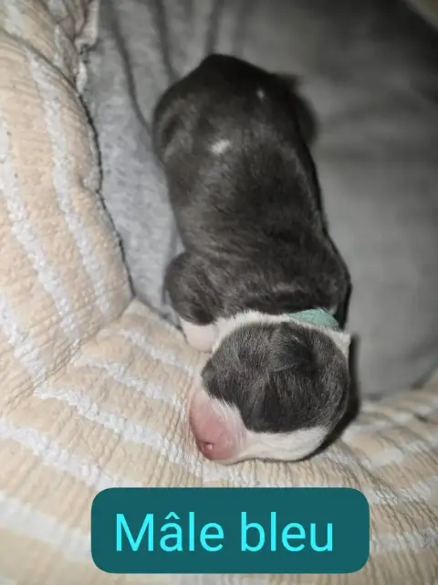 American Staffordshire Terrier  B... Du Royaume De Tc 3fb2c photo 3