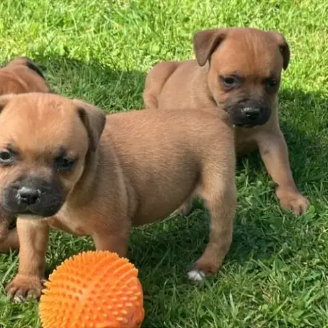 Chiots Staffie Lof