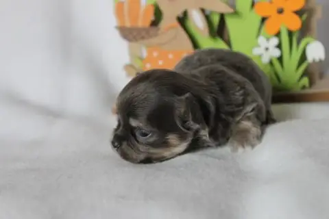 Chihuahua  Chiot N°1 Des Joyaux De La Sambre photo 3