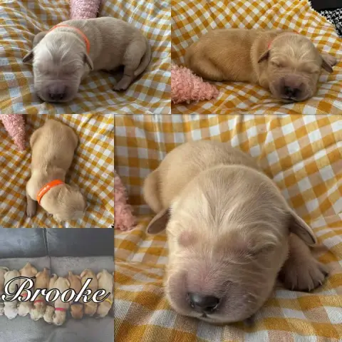 Golden Retriever  Brooke Du Domaine Des Belles Aubois d8058 photo 2