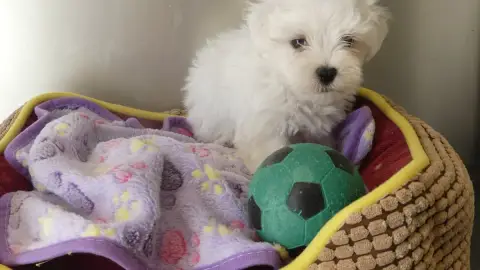 Adopter Bichon Maltais 
                        Chiot N°1 Du  2e373