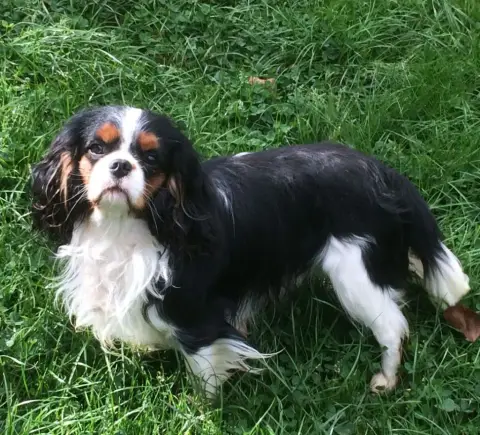 Cavalier King Charles Spaniel  Chiot N°2 Des Princes  e6feb photo 3