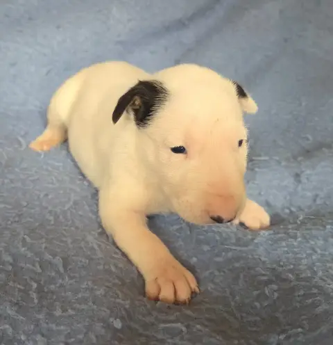 Bull Terrier  Chiot 3 By The Wall photo 3