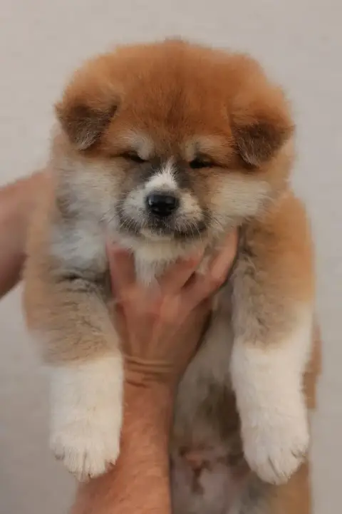 Akita  Chiot N°2 Kazan No