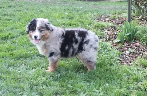 Berger Américain Miniature  Mâle Bleu Merle De La Cro 3a28a