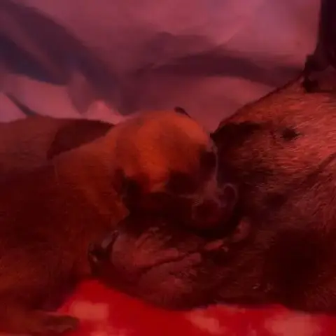 Chiots Berger Belge Malinois Lof