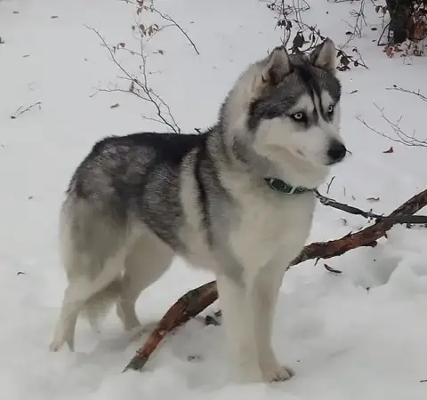 Siberian Husky  Chiot 2 photo 3