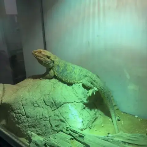 Pogona + Matériel