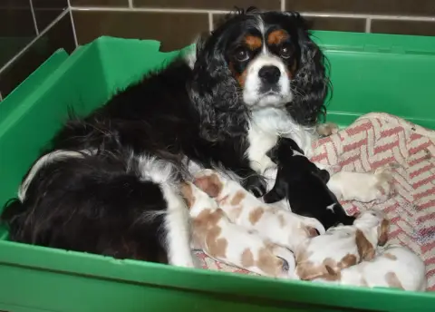 Cavalier King Charles Spaniel