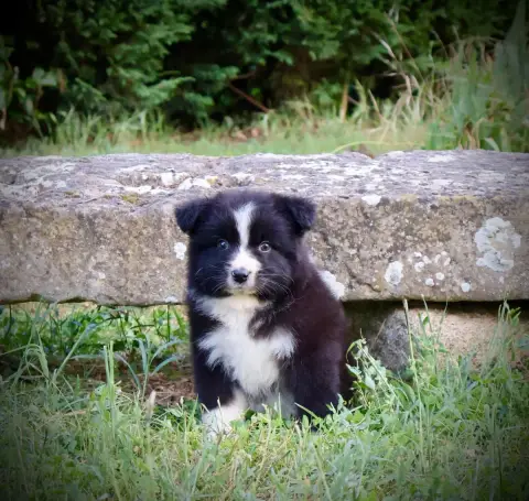 Berger Australien  Chiot N°2 Red Rock River photo 2