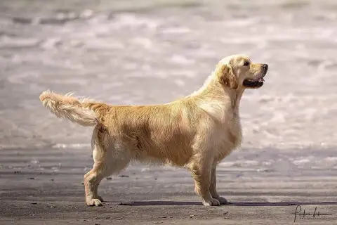 Golden Retriever photo 2