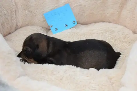 Teckel Poil Dur  Chiot N°3 Du Domaine Du Brame photo 3