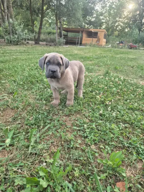 Cane Corso  Froment Collier Rouge Des Diamants Du Col 0e554