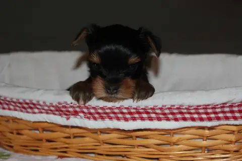Yorkshire Terrier  Chiot N°6 De La Voie Des Péniches a348a