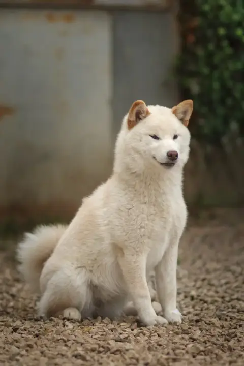 Shiba  Ame Go Gin No Tamashii photo 3