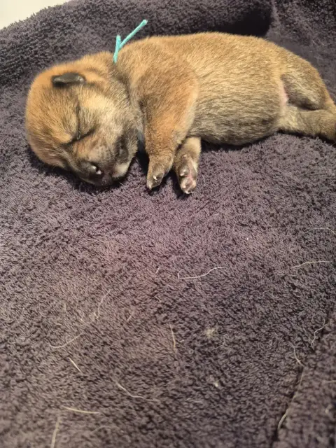 Shiba  B.....Collier Bleu Des Trésors D'Amethyste