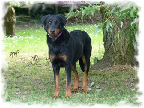 Berger De Beauce  Barry- photo 3