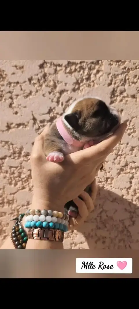 Bulldog Continental  Mlle Rose Du Val Dore D'Ourea photo 3
