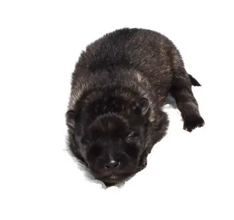 Spitz Allemand  Chiot
