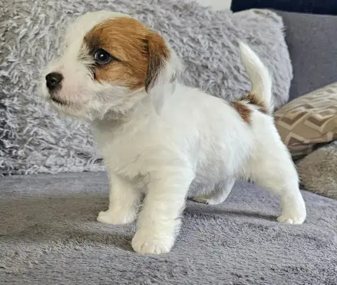 Jack Russell Terrier  Bumble Lacus Meduli