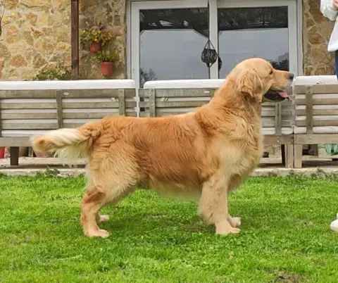 Golden Retriever  Chiot N°1 Du Ruisseau De La Groseil d20b5 photo 2