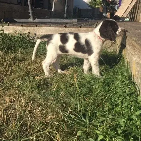 Chiot Epagneul Français
