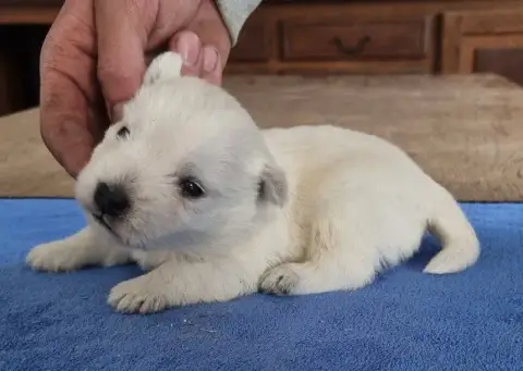 West Highland White Terrier  Chiot N°1 Des Hirondelle b7653 photo 2