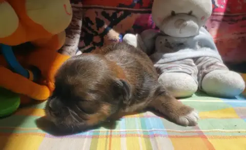 Lhassa Apso photo 3